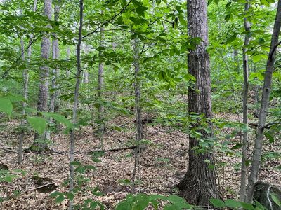 Lot 15 Tufts Pond Road, Kingfield, ME, 04947