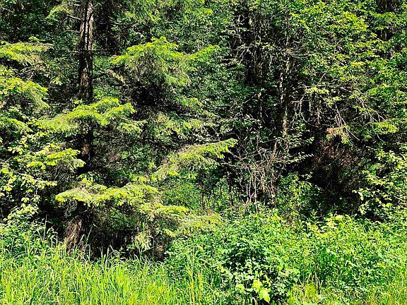 2nd image of Nna McCloud Creek Rd