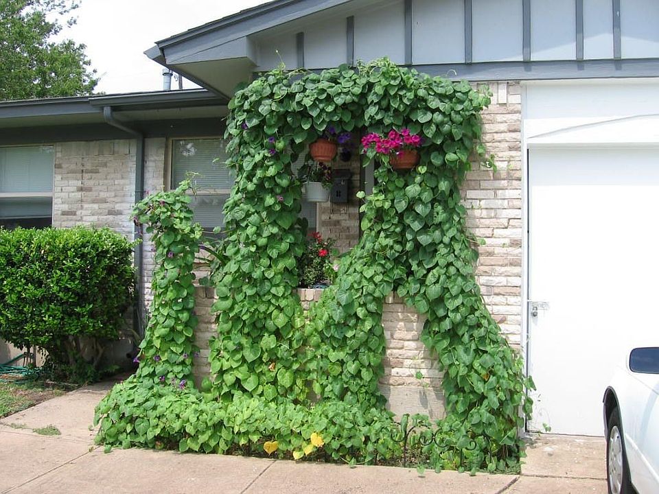 Morning glories on porch