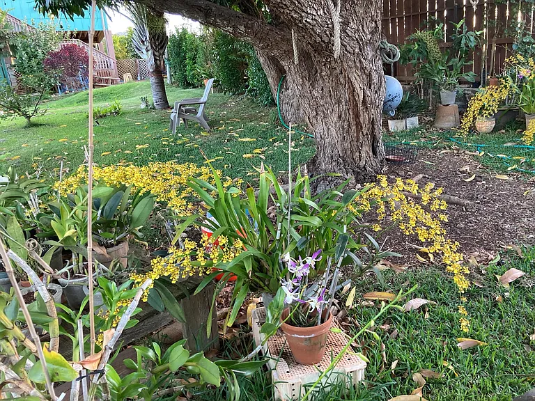 Large shady yard