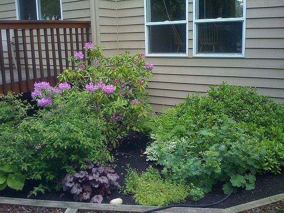 Landscaped Yard