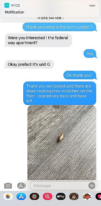 Dead roaches 