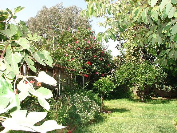 Fig, Orange, Pomelo Trees