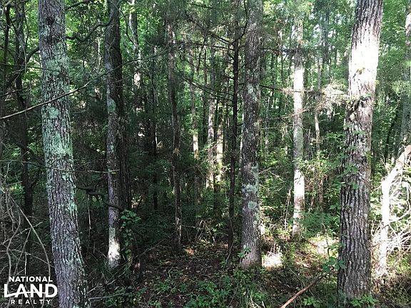 This is a nice stand of hardwoods near the pond.