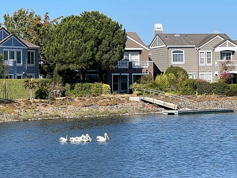 Large variety of water birds... pelicans in the foreground