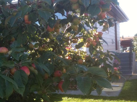 Apple tree