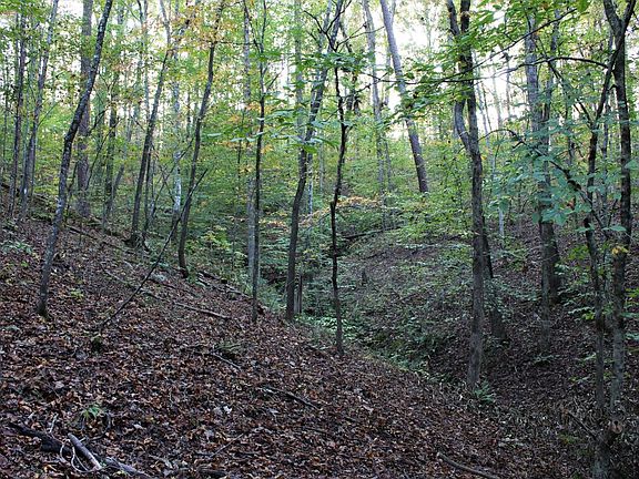 Wooded draw in the upper reaches near the west boundary