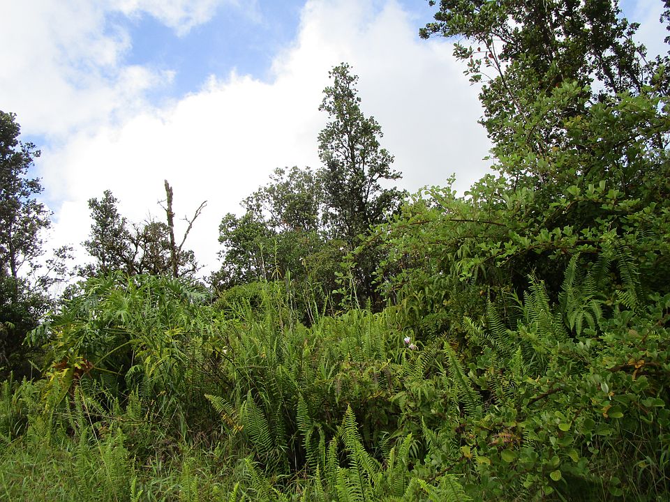 2nd image of Amakihi St Lot 46