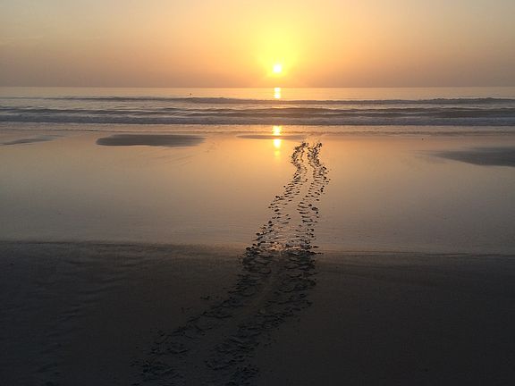 Turtle tracks on beach