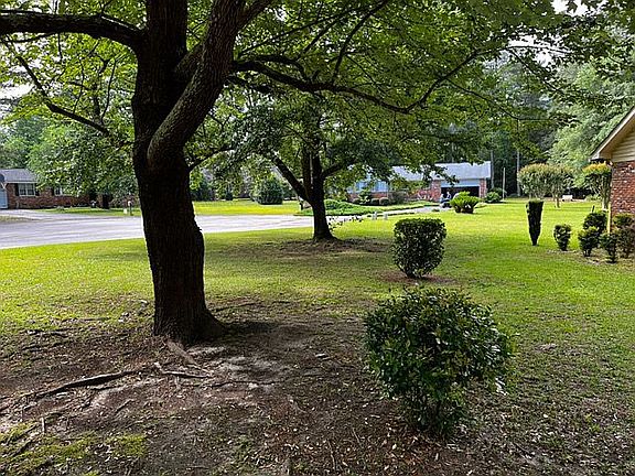 Large shade trees