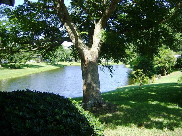 1st image of 53 Tropical Falls Dr