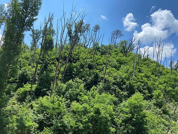 5th image of 481 Pinecrest Dr Lot 481