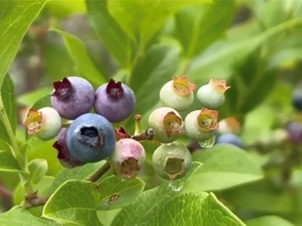 321 Sisters Ferry Rd, Ridgeland, SC 29936