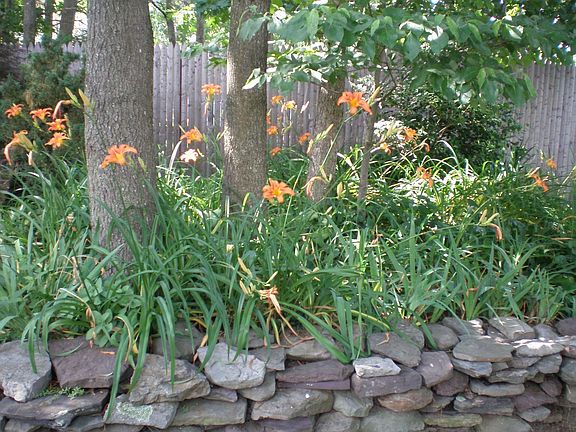 pretty flowers and foliage