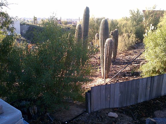 Backyard view