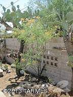 yellow mexican bird of paradise