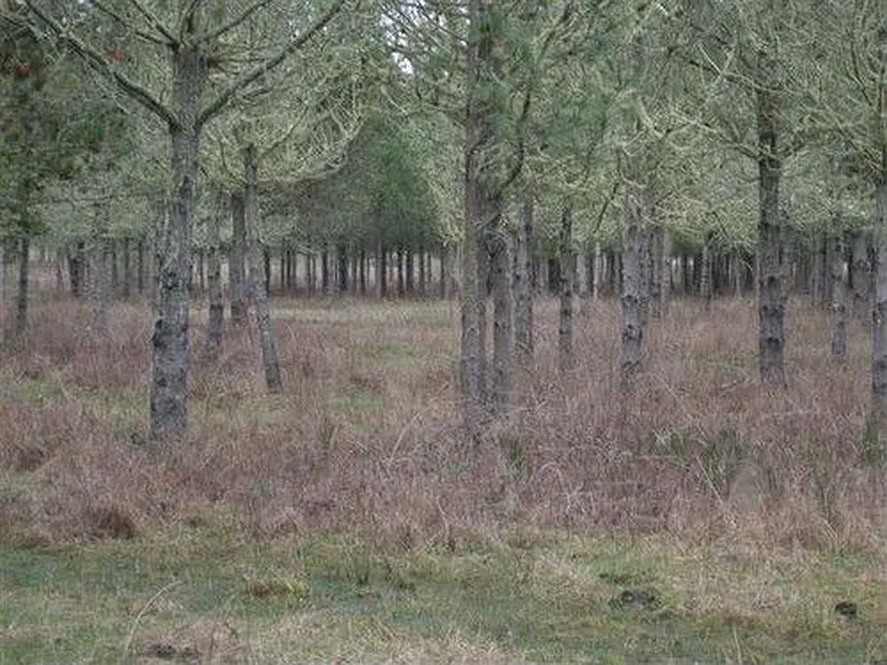 Thumbnail 19