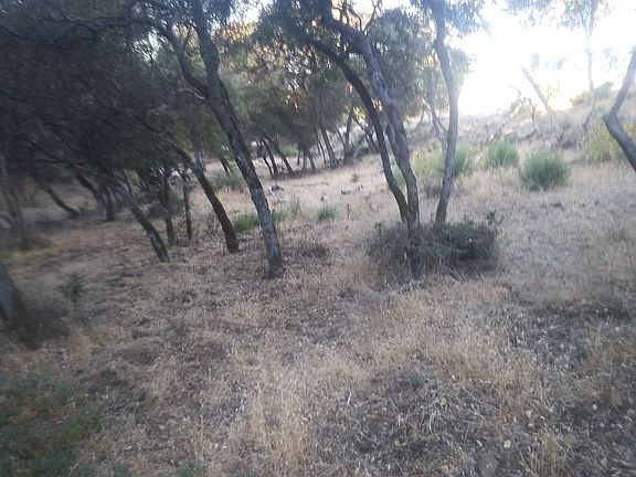 Oak Trees