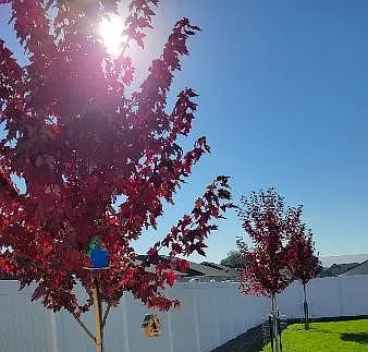 Fall color