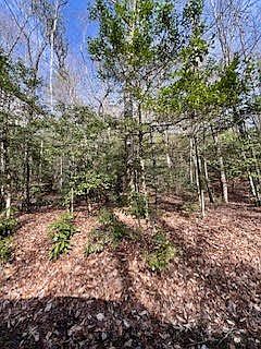 2nd image of 2 Morris Creek Rd