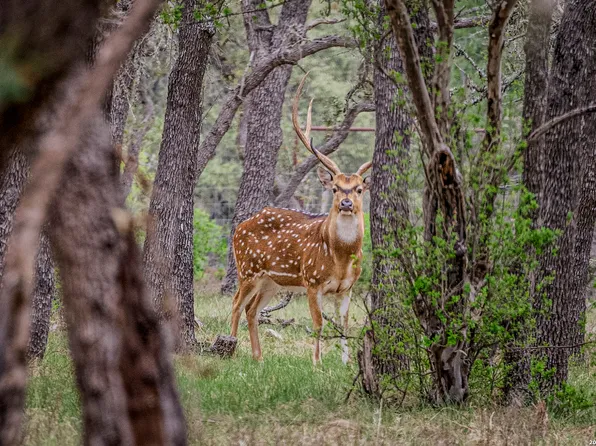 TBD Sattler Rd, Spring Branch, TX 78070