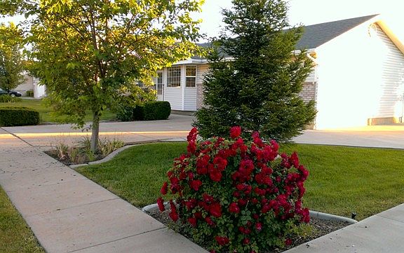 many flowers on property