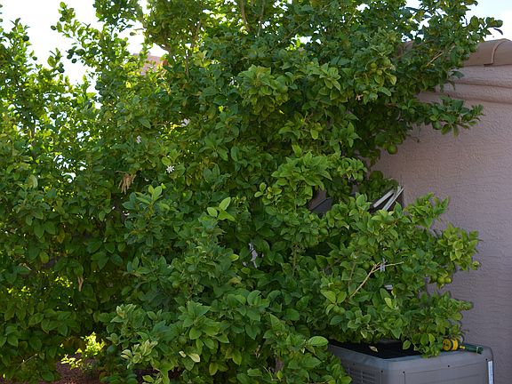 Lemon tree - bumper crops