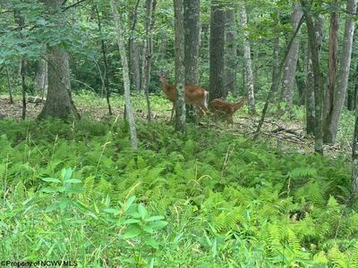 Lots 52 & 53 Pine Dr, Terra Alta, WV, 26764
