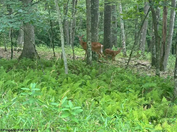 Lots 52 & 53 Pine Dr, Terra Alta, WV 26764