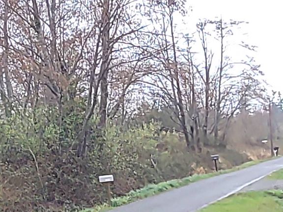 4th image of 8404 Treevue Rd