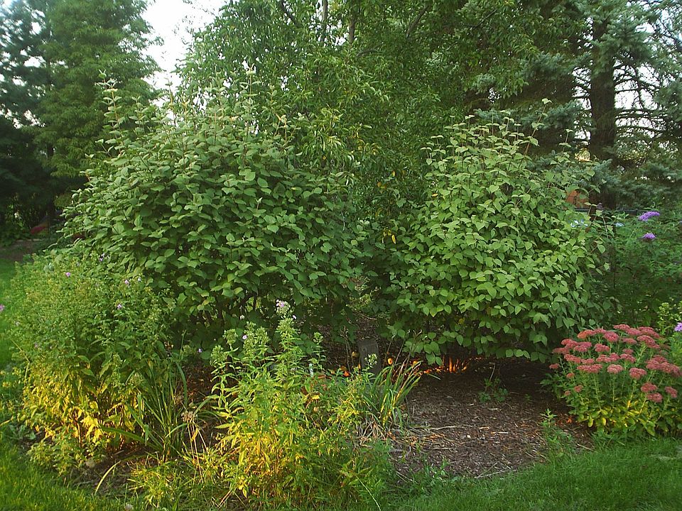 Side garden