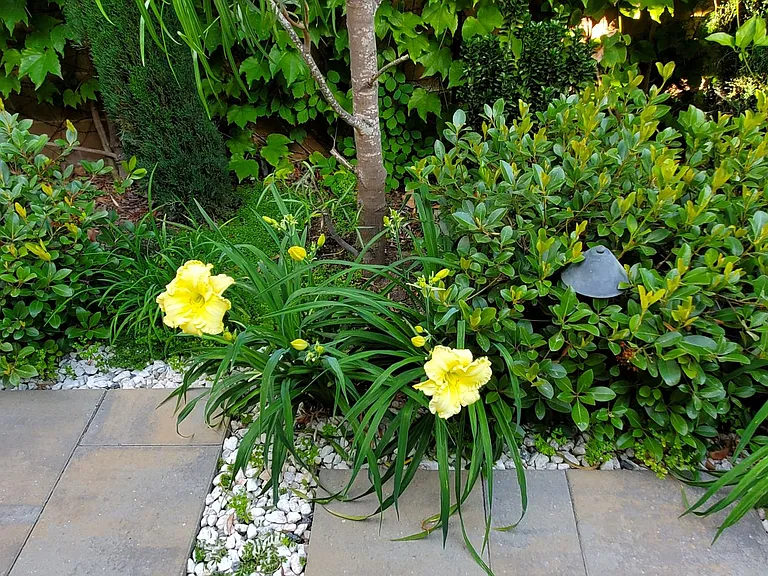 Side Yard Greenery