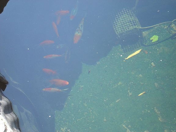 KOI!!!