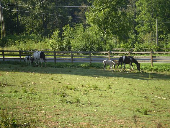 Cross Fenced Pastures