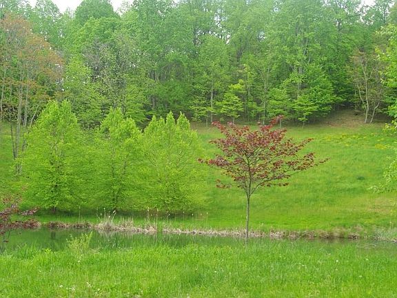 Site looking down on pond