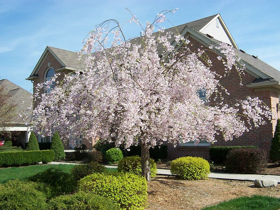 2nd image of 47841 Royal Pointe Dr