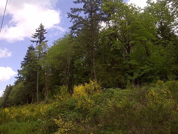 3rd image of 151XX SE 330th St