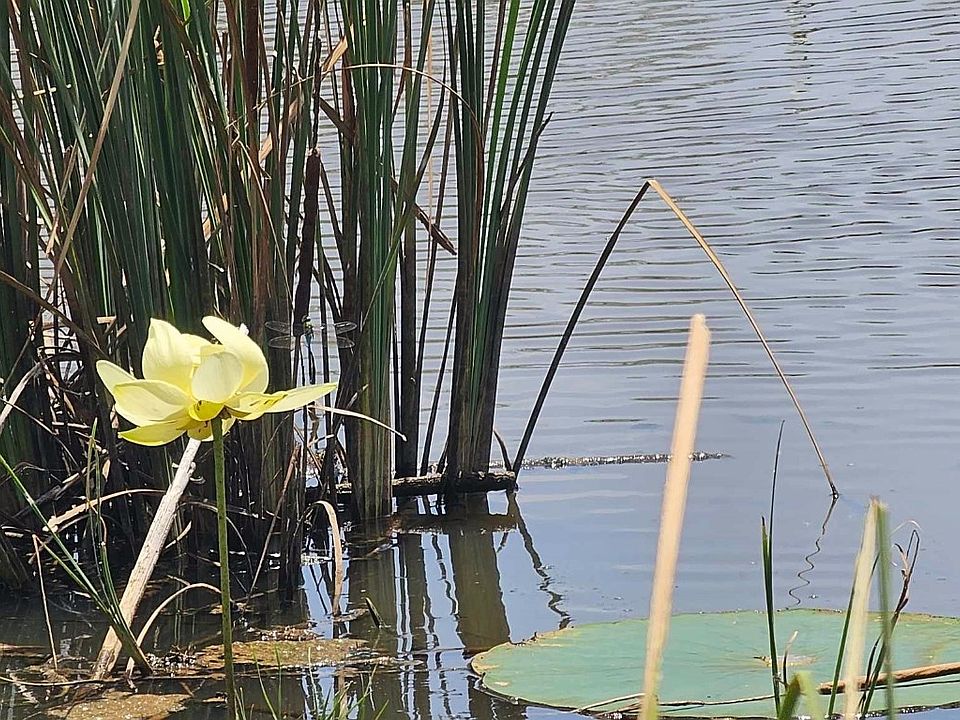 6375 Fm 585, Bangs, TX 76823 MLS 20393727 Zillow