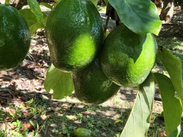 0 SW 193rd Avenue, Miami, FL 33187