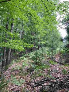 Beechwood Dr, Roscommon, MI, 48653