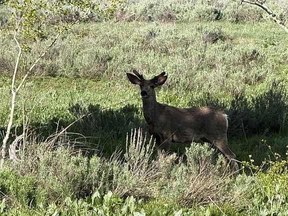 4th image of TBD Halter Trail