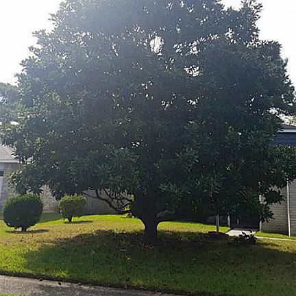 5th image of 6206 Rockbourne Dr