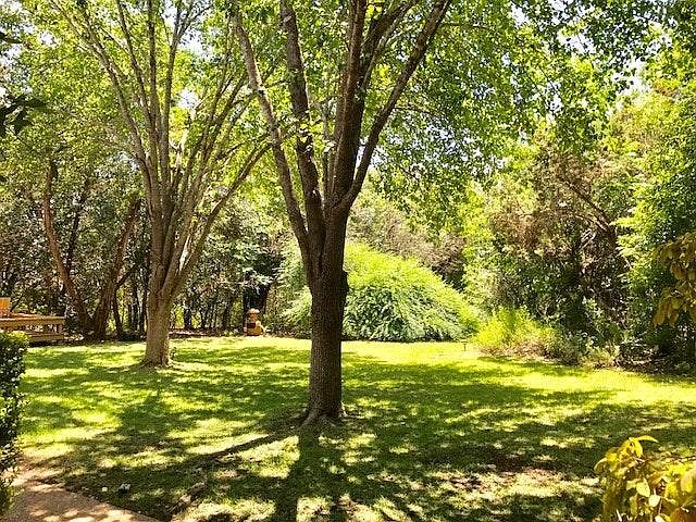 Beautiful, towering Bradford pear trees