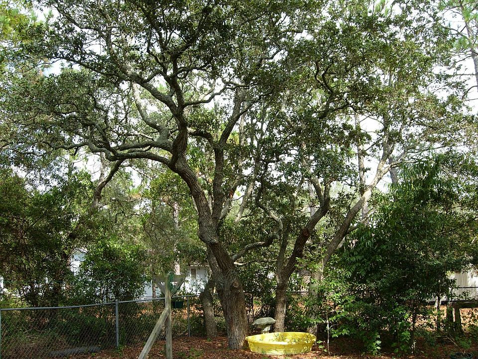 Live Oaks