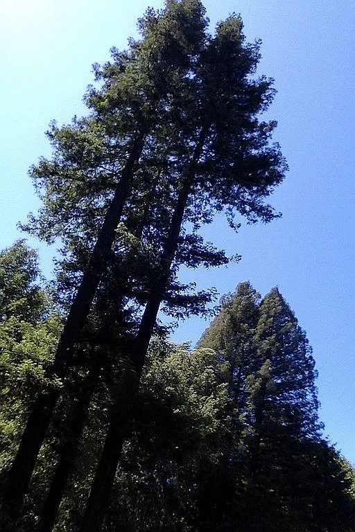 9500 Bohemian Hwy - Photo 6