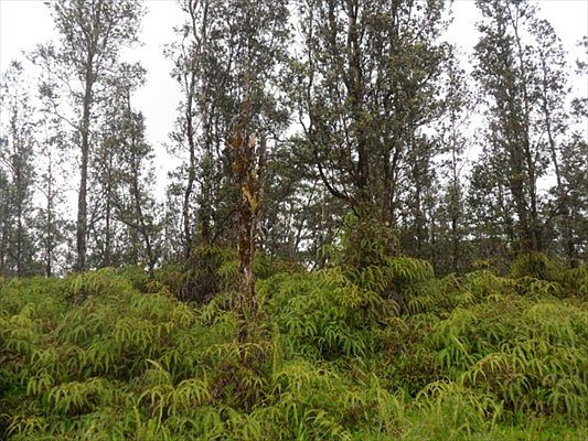 1st image of Bamboo Dr