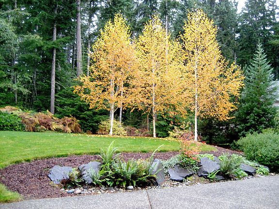 Backyard with Greenbelt