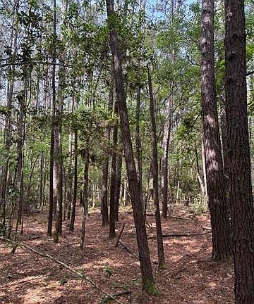 2nd image of Old White Oak Rd