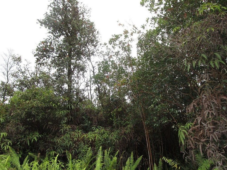 1st image of Pikake St Lot 11