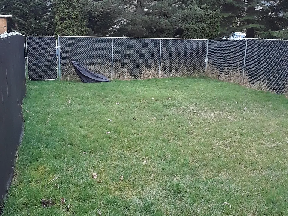 back yard
